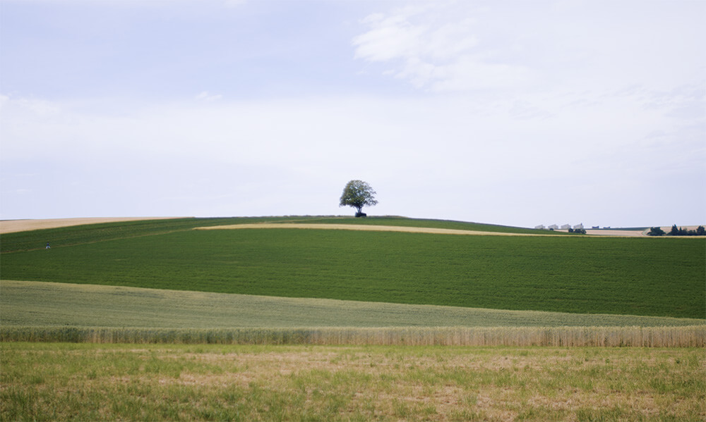 dahin film thumbnail